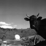 Vaca Observando - 1971